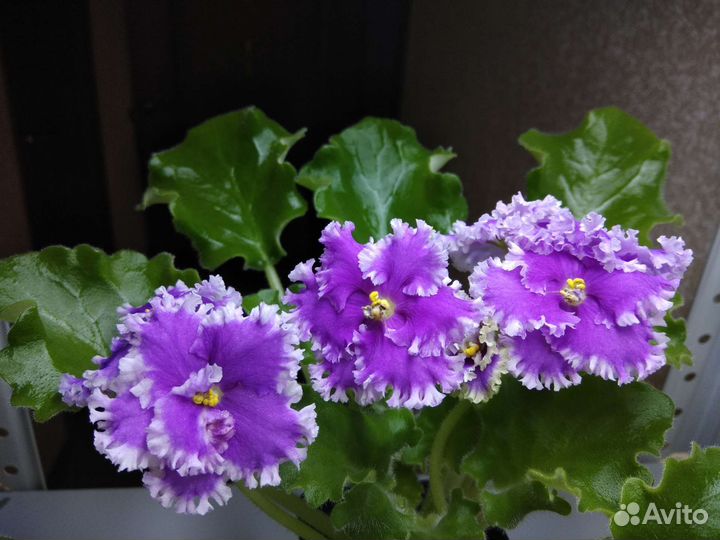 Фиалки селекционные