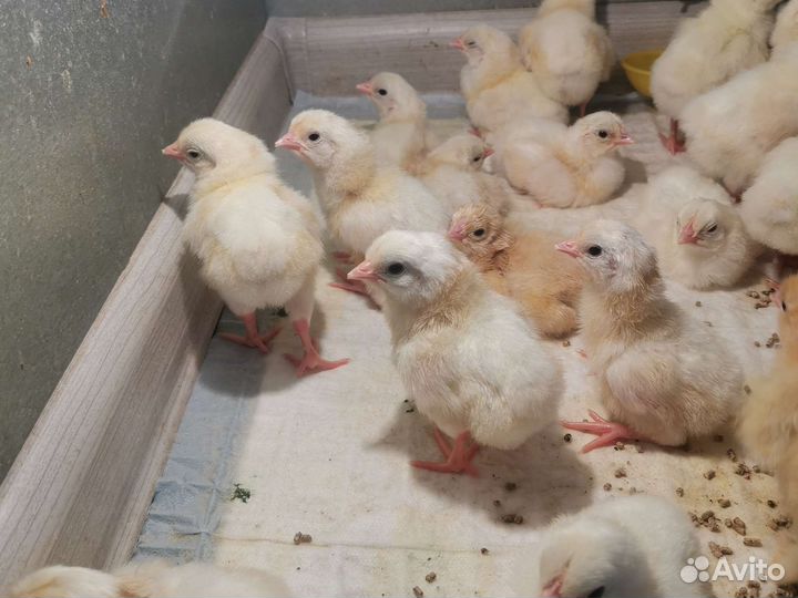 Леггорн стандарт (белый) ия, цыплята