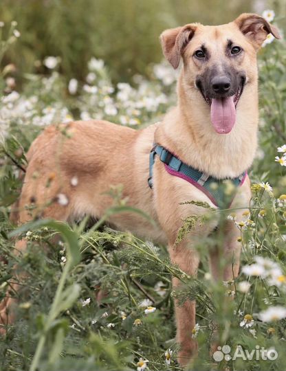 Метис малинуа в дар