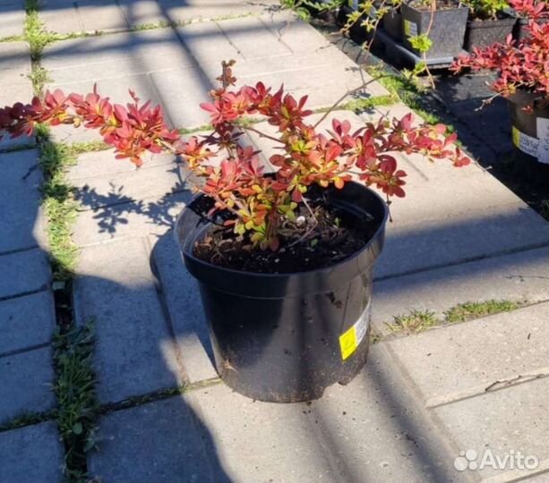 Барбарис в ассортименте