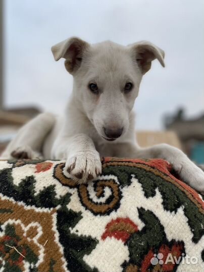 Щенок мальчик