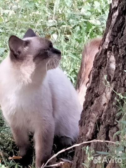 Сиамский кот бесплатно