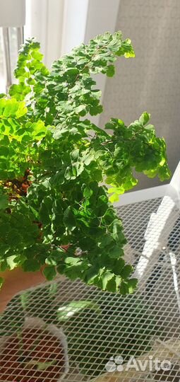 Папоротник адиантум венерин волос