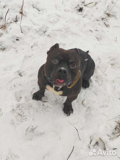 Вязка Американский Булли pocket