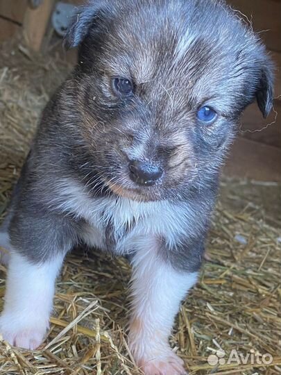 Отдам бесплатно