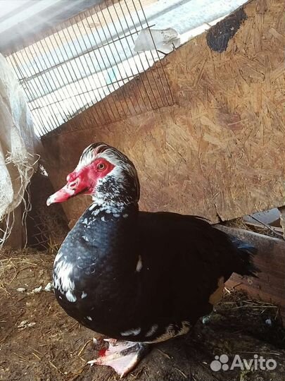 Мускусные индоутки