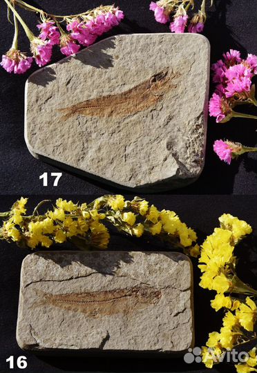 Разные рыбы (карбон/миоцен), кости плейстоц. рыб