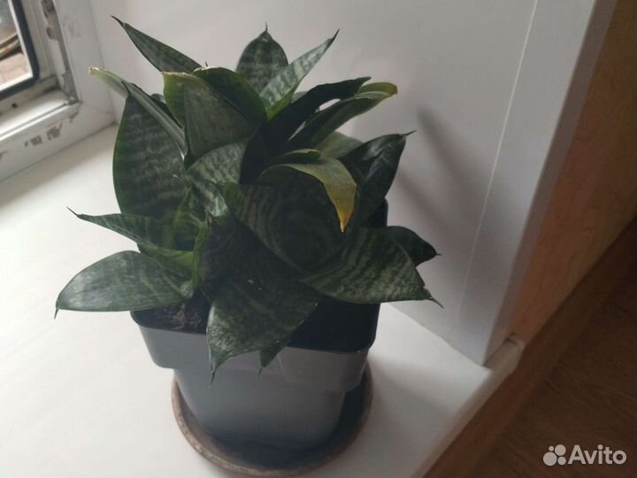 Каланхоэ,сансивиерия хана