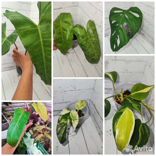 Сингониумы и другие