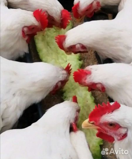 Мясо домашней птицы (курица) -доставка