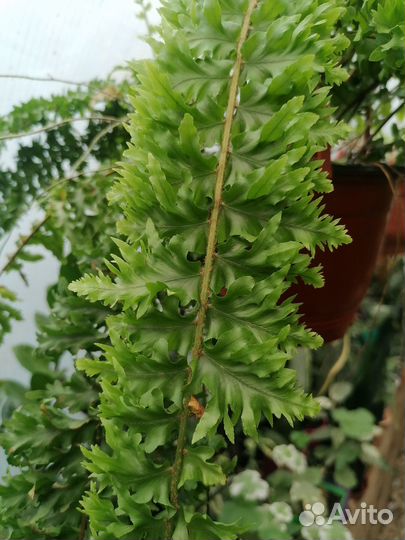 Комнатные цветы в большом ассортименте