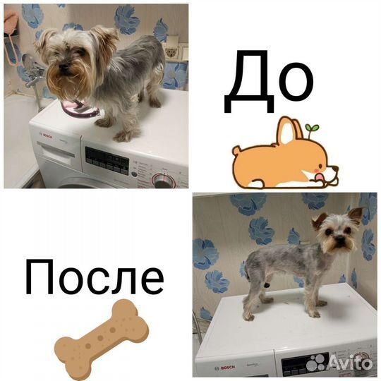 Стрижка собак в Западном Дегунино