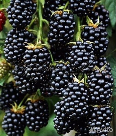 Саженцы плодово-ягодных И декоративных растений