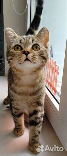 Шотландий клубный скоттиш-страйт котик