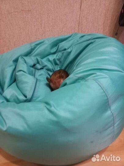 Вязка той-терьер