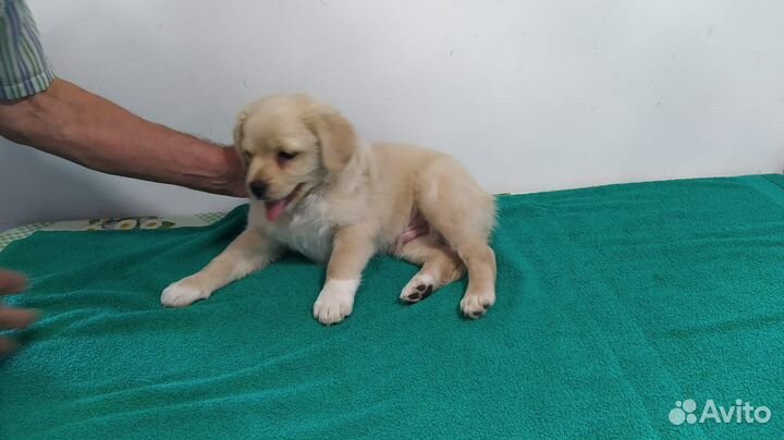 Щенки мопса мальчик