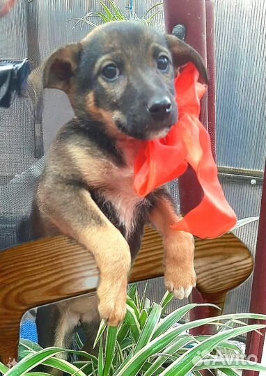 Щенок Нюша от маленькой собаки