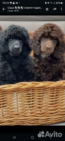 Пудель. мальчик