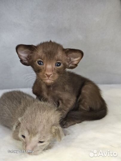 Ориентальная