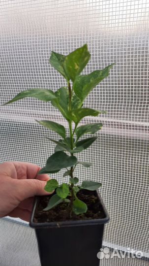 Сирень пестролистная Аукубафолия