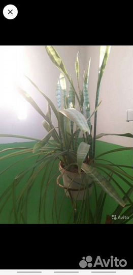 Хлорофитум,денежное дерево,женское счастье,щучий х