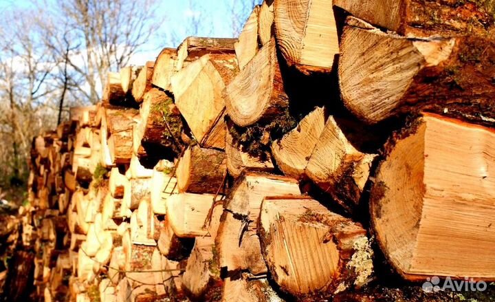 Кора березы