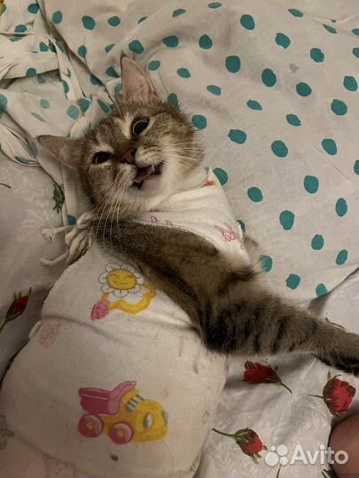 Кошка-мышеловка