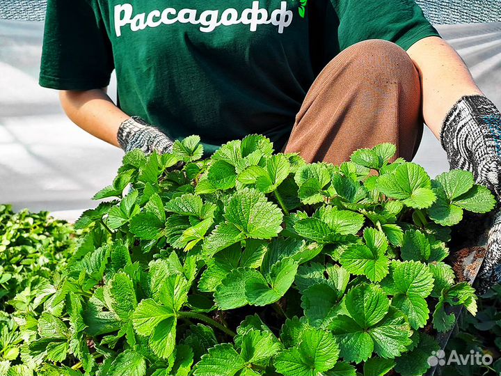 Рассада клубники. От 128 шт