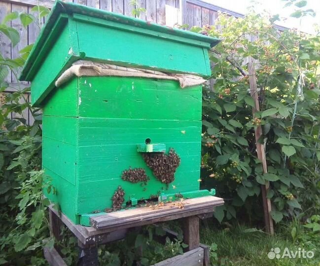 Улей с пчелами