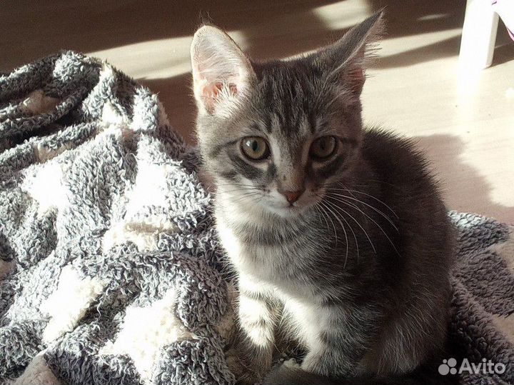 Котёнок