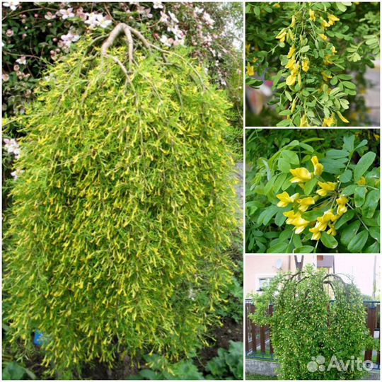 Карагана Пендула на штамбе