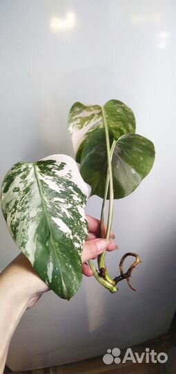 Монстера альба