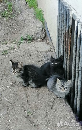 Котята в добрые руки