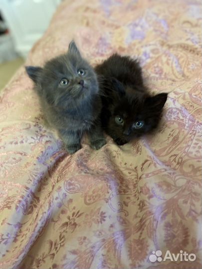 Кошка в дар