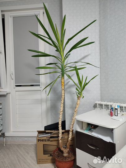 Пальма Юкка 170 см