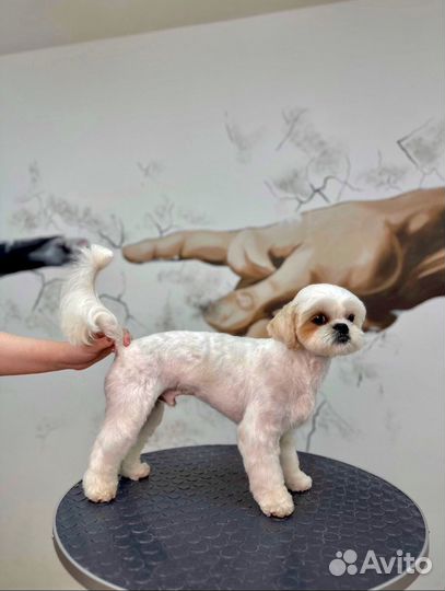 Грумер. Стрижка собак. Стрижка кошек. Груминг