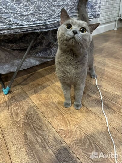 Отдам кота в добрые руки
