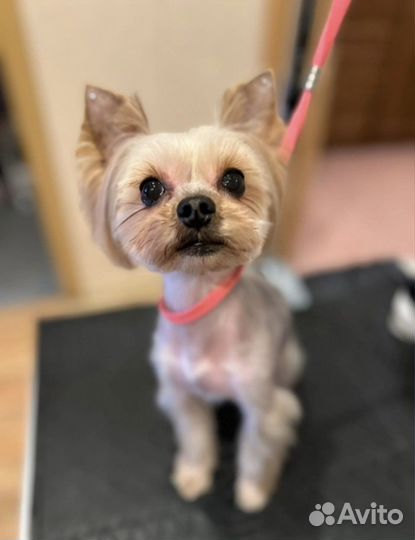 Стрижка собак