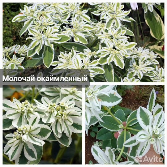 Редкие,необычные растения И съедобная микрозелень