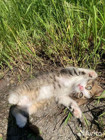 Котята в добрые руки бесплатно