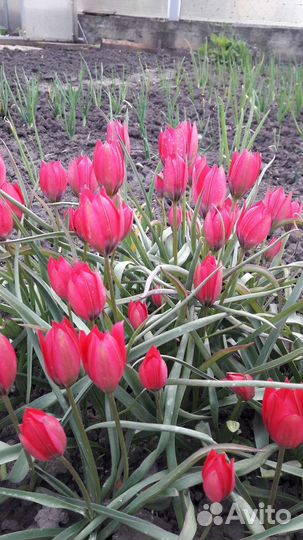 Вечнозелёная травка, мускари,крокусы,хоста,мята