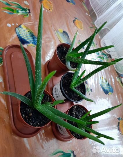 Алоэ вера растение