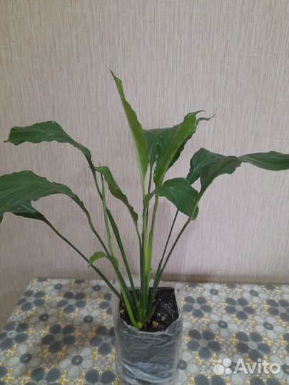 Спатифиллум