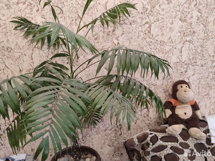 Пальма хамедорея 1,5м комнатные растения