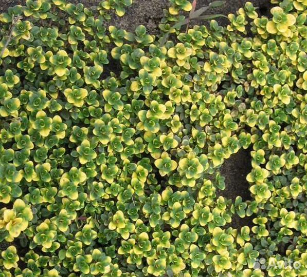 Тимьян лимонный (чабрец). Многолетник. Ароматный