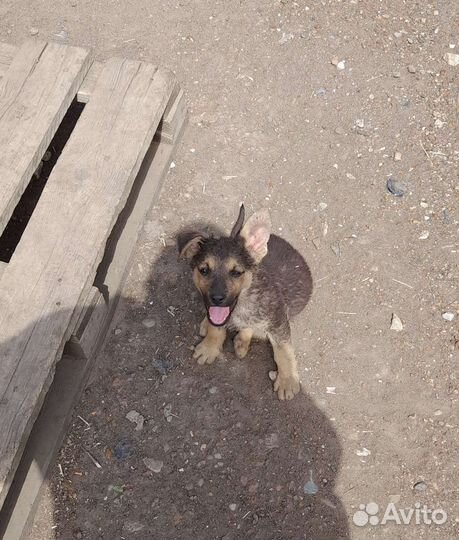 В добрые рукищенки метисы немецкой овчарки