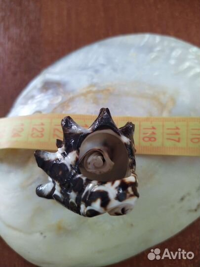 Ракушка-кольцо с Галапагос