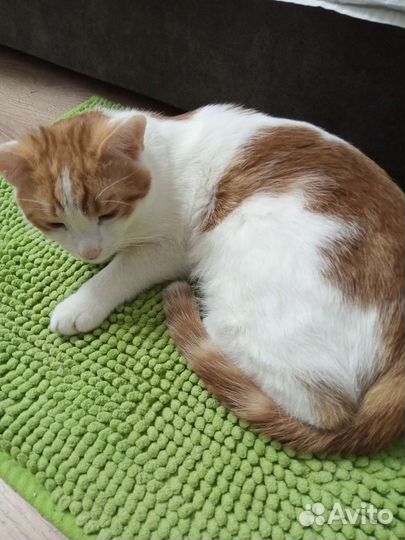 Кошкиа и кот