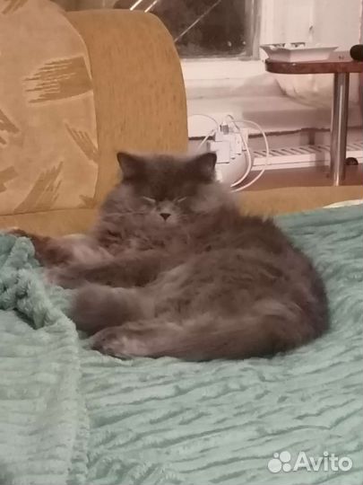 Шотландский кот на вязку