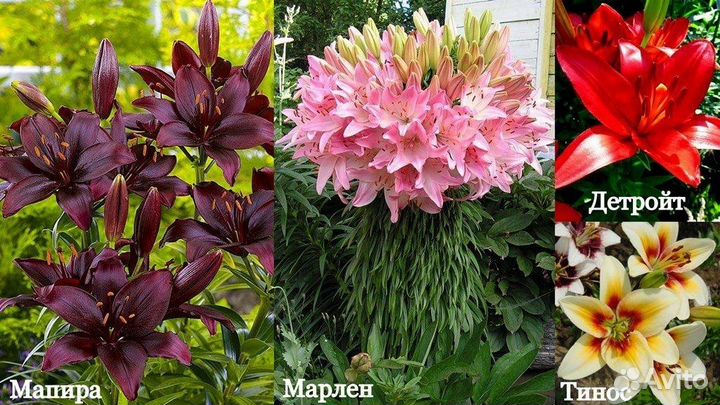 Луковицы лилии оптом